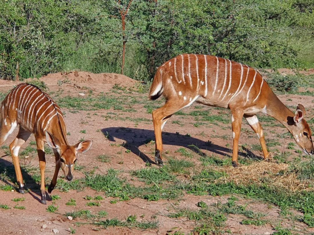 42@ Ditholo Game Lodge Thabazimbi Εξωτερικό φωτογραφία
