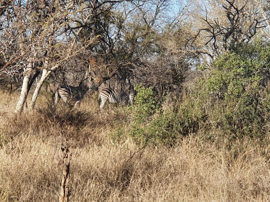 42@ Ditholo Game Lodge Thabazimbi Εξωτερικό φωτογραφία