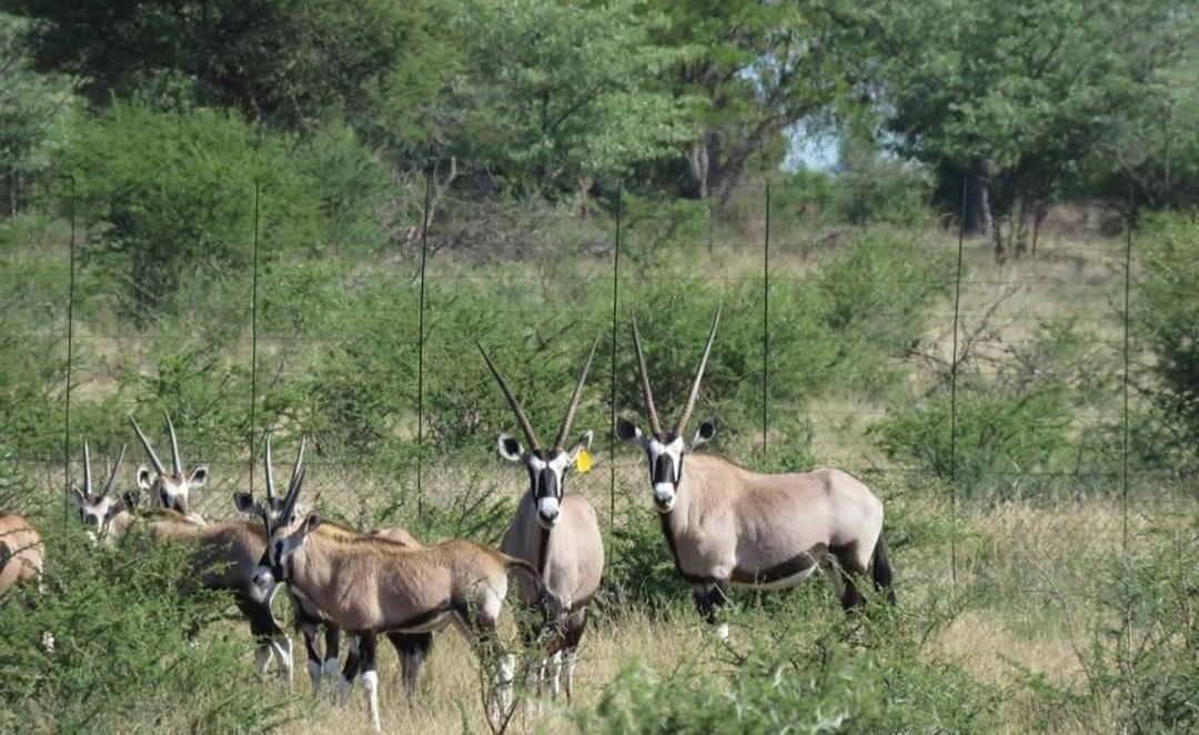 42@ Ditholo Game Lodge Thabazimbi Εξωτερικό φωτογραφία