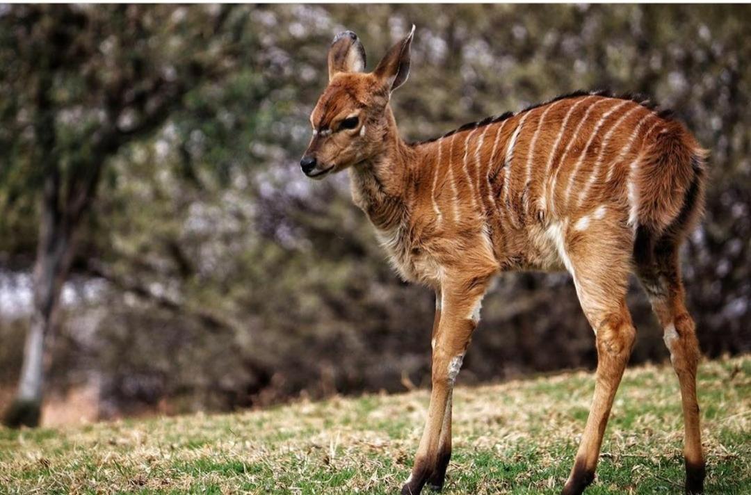 42@ Ditholo Game Lodge Thabazimbi Εξωτερικό φωτογραφία